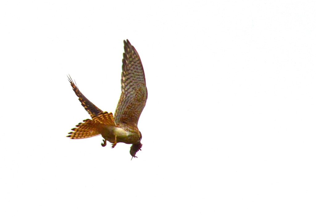 An American Kestrel's Dinner by kareenking