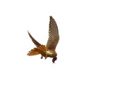 24th Apr 2015 - An American Kestrel's Dinner