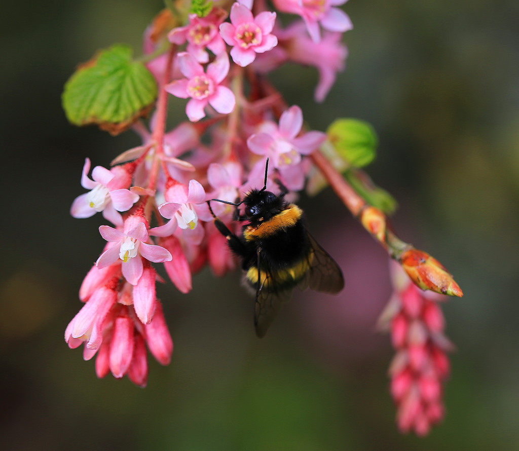 Bee Time by lifeat60degrees