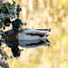A Duck and its Reflection by leonbuys83