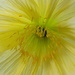 Lemon poppy by flowerfairyann