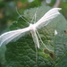 White Plume moth by steveandkerry