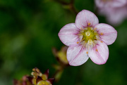 25th Apr 2015 - A Year of Days: Day 115 - Little Flower