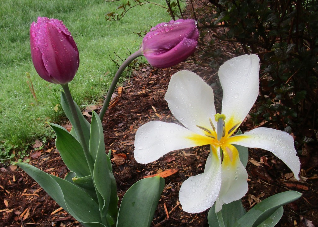 Good-bye to the White Tulips by tunia