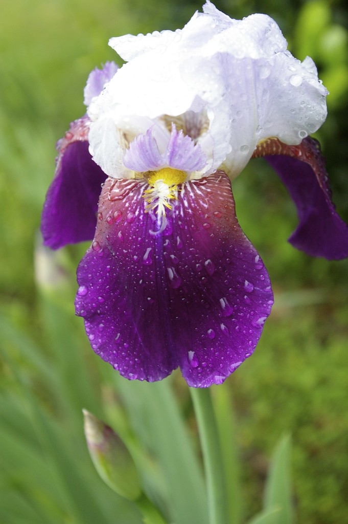 Another iris! by thewatersphotos