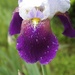 Another iris! by thewatersphotos