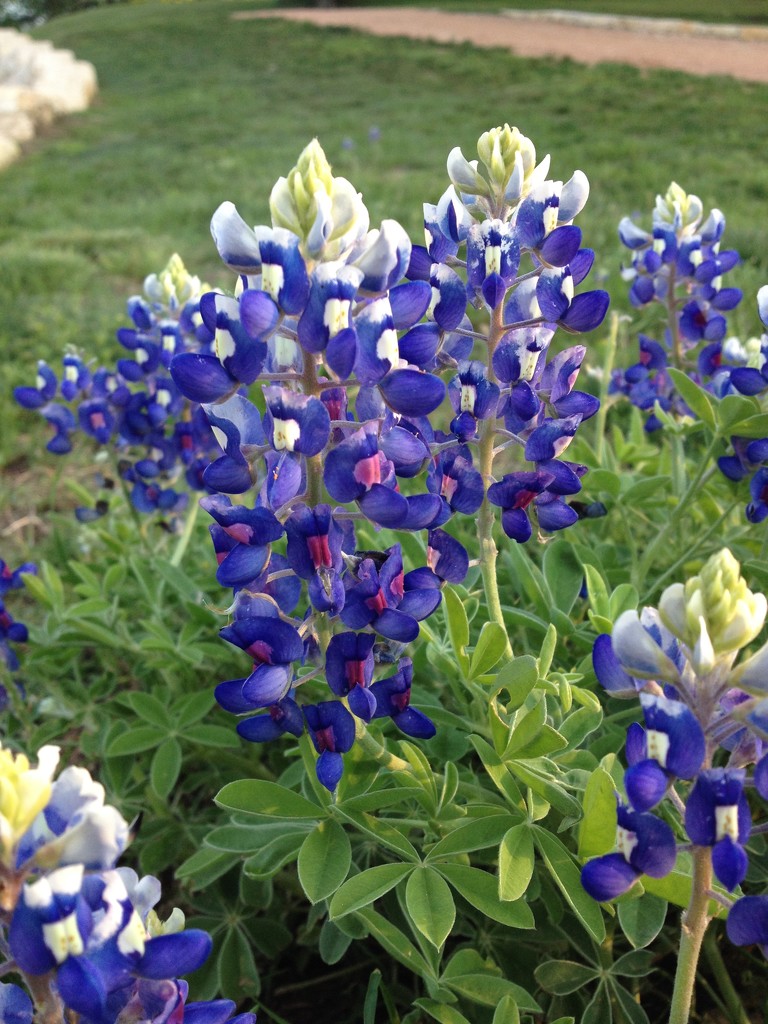 National Flower of Texas by ldedear
