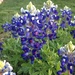 National Flower of Texas by ldedear