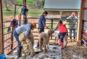 25th Apr 2015 - It's Yearly Haircut Day On The Farm