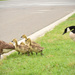 Geese Crossing by rickster549