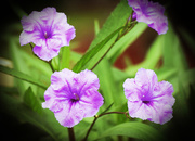 25th Apr 2015 - Purple Flower