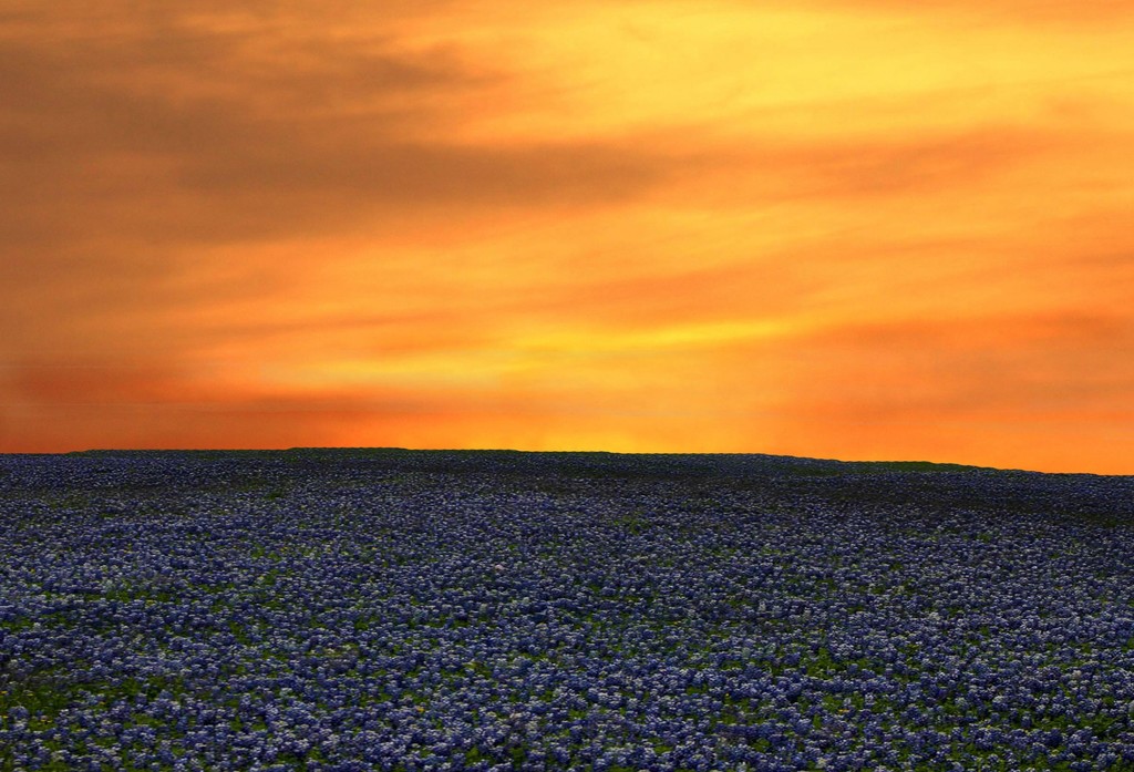 Bluebonnets at Sunset by judyc57