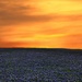 Bluebonnets at Sunset by judyc57