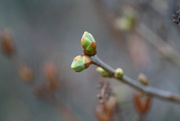 25th Apr 2015 - Lilac buds