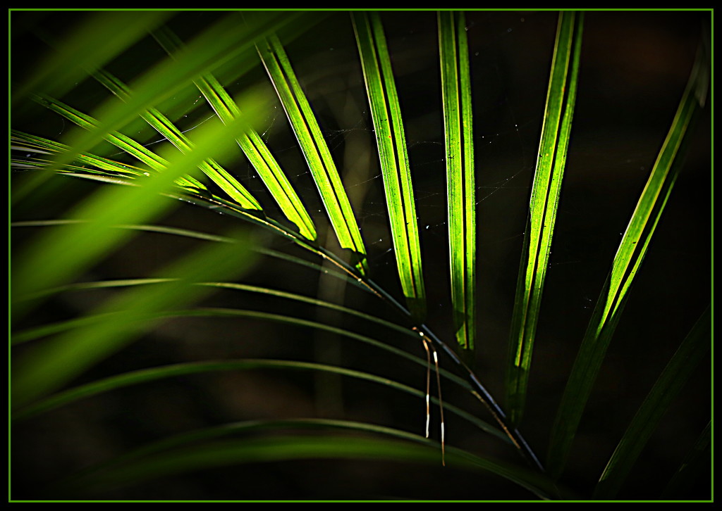 The frond by dide