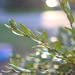 Boxwood in the Evening by sarahsthreads