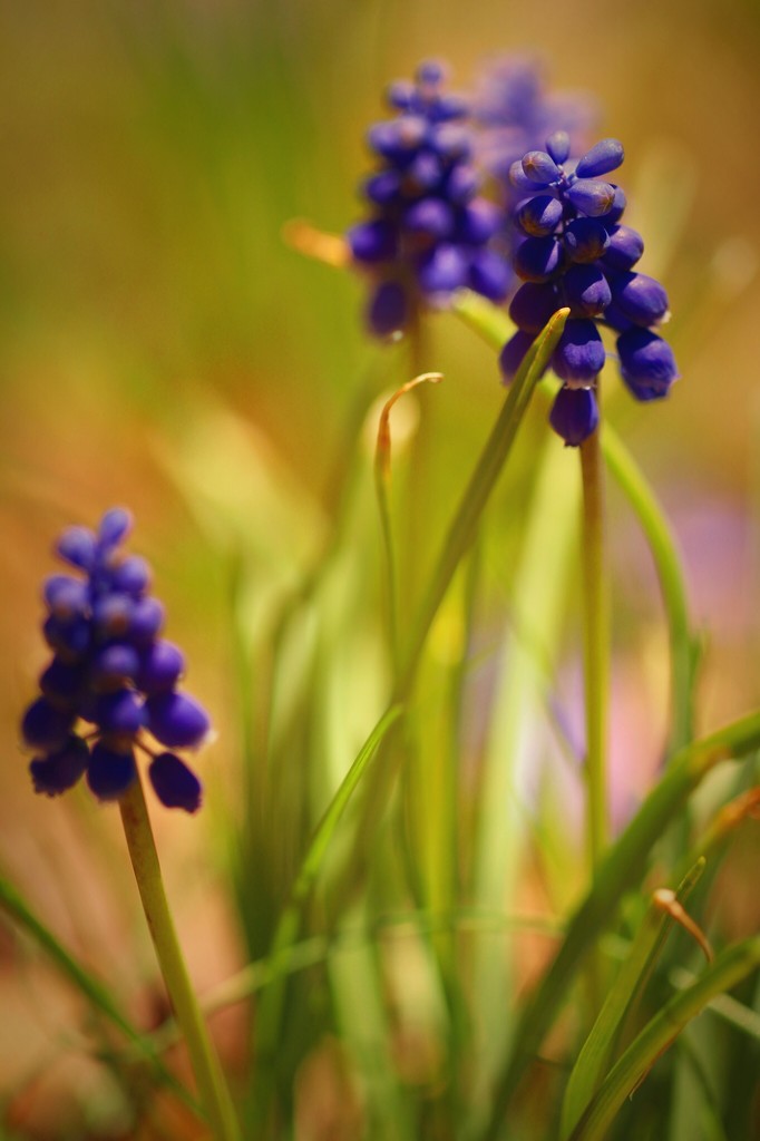 Blue Grape Hyacinth by mzzhope