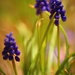 Blue Grape Hyacinth by mzzhope