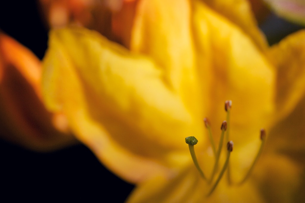 Spring Blooms by tina_mac