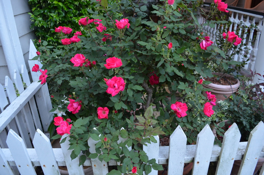 Roses and picket fence.  There are a lot of these roses in bloom everything in the historic district of Charleston.   by congaree