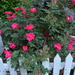 Roses and picket fence.  There are a lot of these roses in bloom everything in the historic district of Charleston.   by congaree