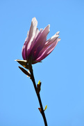 25th Apr 2015 - a flower