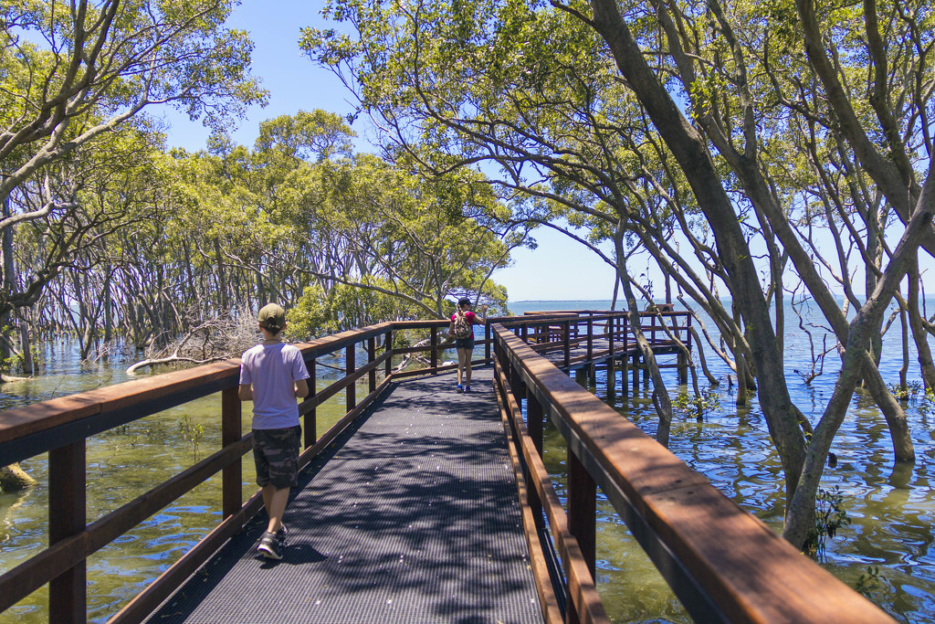 Mangrove Boardwalk by corymbia