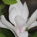 25 April 2015 Raindrops on Magnolia Soulangeana by lavenderhouse
