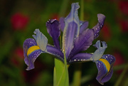 25th Apr 2015 - Iris Bloom