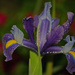 Iris Bloom by dsp2