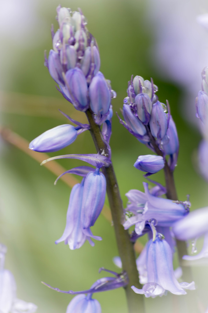 The Bluebells have arrived by susie1205