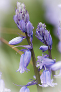 26th Apr 2015 - The Bluebells have arrived