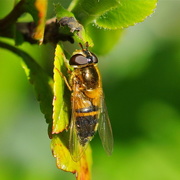 20th Apr 2015 - HOVER-FLY AT REST