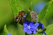20th Apr 2015 - BEE AND BORAGE