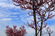 26th Apr 2015 - Pretty colored trees