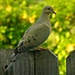 When Doves Sit On Fences by moviegal1
