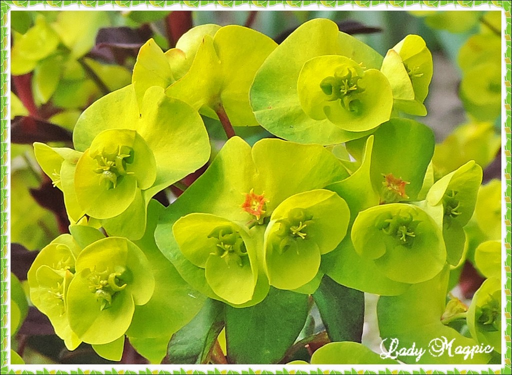 Euphorbia by ladymagpie