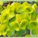 Euphorbia by ladymagpie