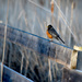 Robin on the Fence! by fayefaye