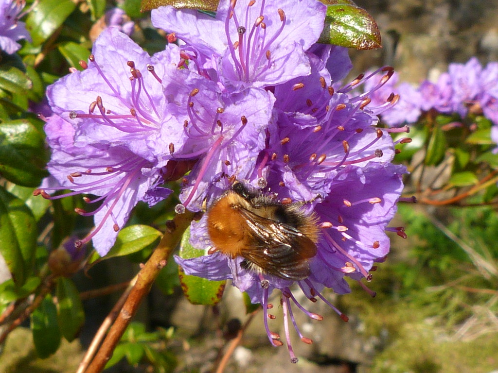 Busy Bee by shirleybankfarm