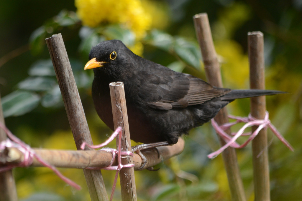 Mr Blackbird by richardcreese