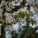 Apple trees in bloom by parisouailleurs