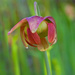 Pitcher Plant Bloom_1247 by rontu