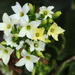 “Kalanchoe blossfeldiana” by rhoing