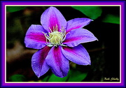 26th Apr 2015 - Purple Clematis