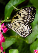 26th Apr 2015 - Butterfly on Pink flower