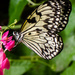 Butterfly on Pink flower by salza