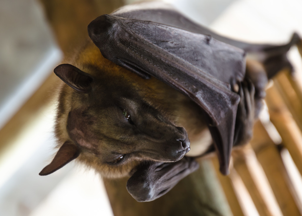 Fruit bat by salza