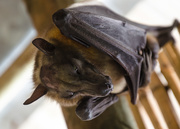 26th Apr 2015 - Fruit bat