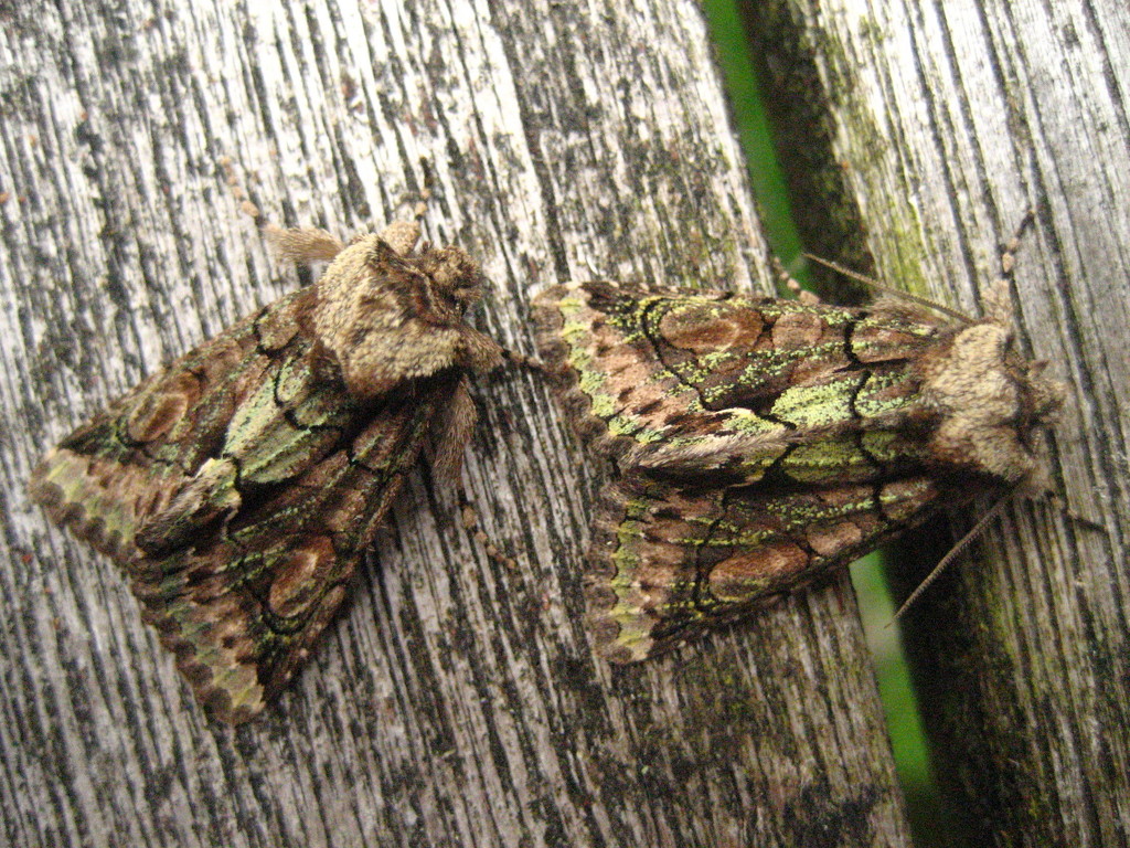 Two Green Brindled Crescent by steveandkerry